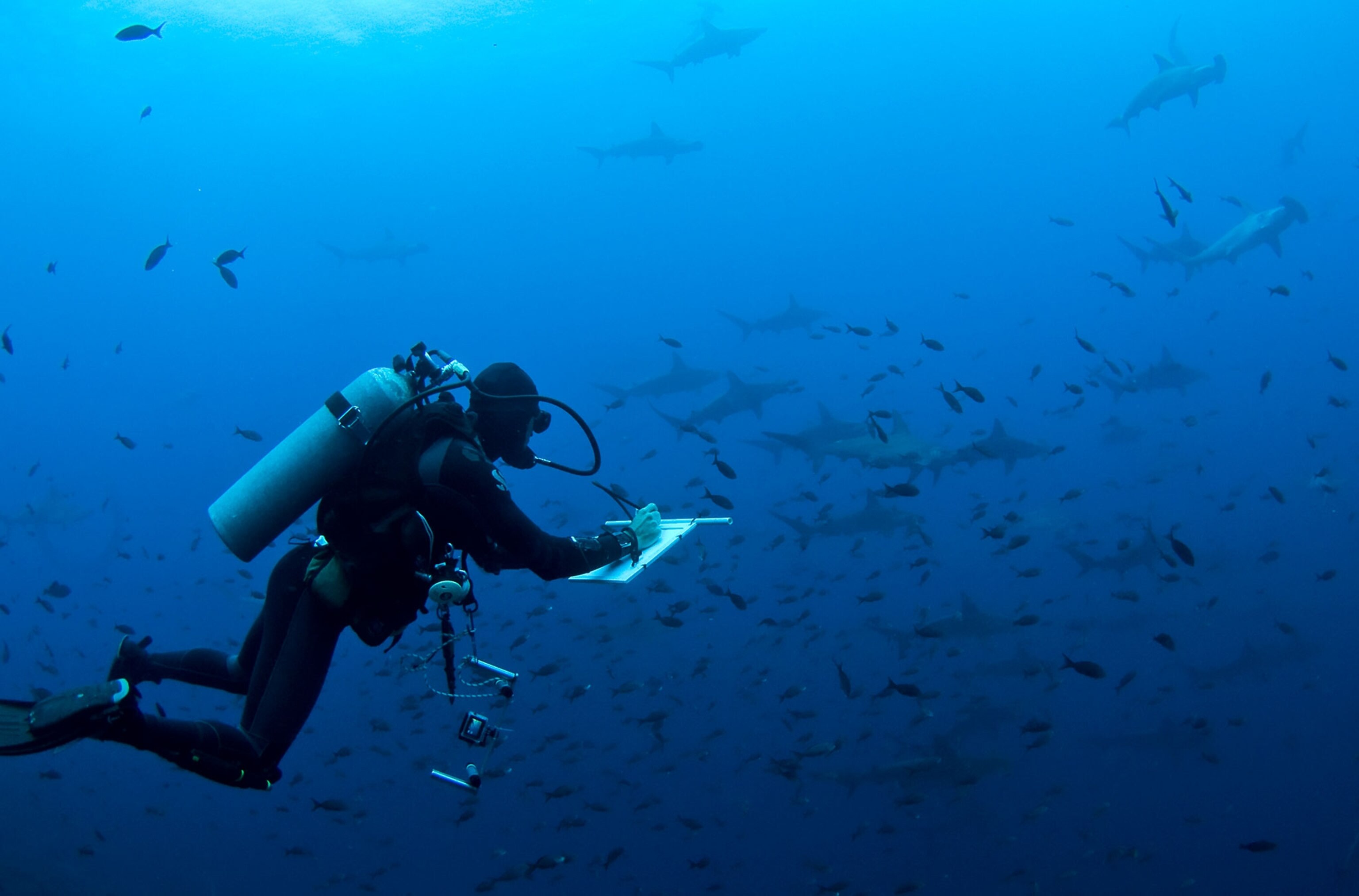Why shark diving Costa Rica Is Famous Worldwide